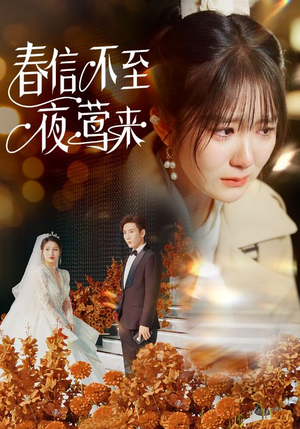 春信不至夜莺来（50集）每日短剧追不停